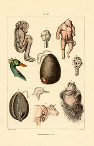 フリーク、1833-39 作： French School